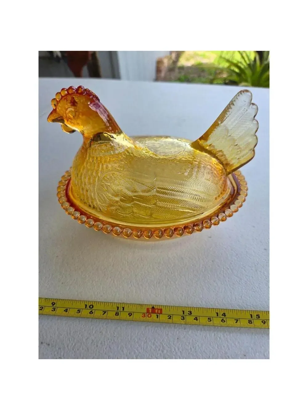 Indian Glass Hen on Nest